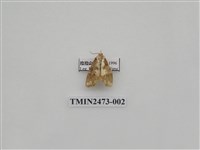 藏品(褐白豔苔蛾)的圖片